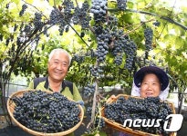 잘 익은 산머루 드세요