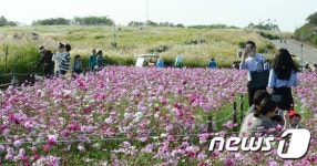 월드컵공원 뒤덮는 억새의 장관…서울억새축제 개최
