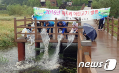 합천군, 정양늪에 어린 미꾸리  5만미 방류