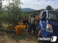 장수군, 태풍 차바로 사과나무 150주 쓰러져