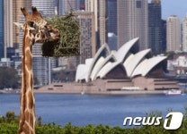 이번엔 성공할까?…中 기업, 호주목장 쇼핑 재도전