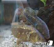 제1회 향어축제, 14~15일 완주 고산미소시장서 열려