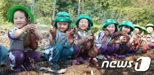 고구마가 주렁 주렁