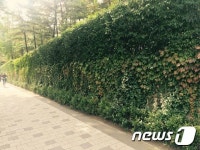 사계절 푸른 담쟁이덩굴벽 노원구 명물된다