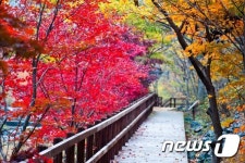보령시, 24일~11월 6일 가을 여행주간 축제 ‘풍성’