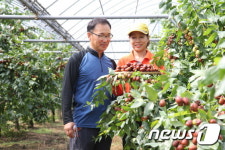 보은읍 신동우씨 올해 ‘보은 대추 왕’ 등극