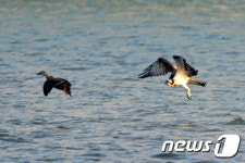 [화보]포항 형산강 물수리를 포착하라