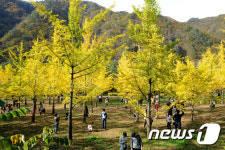 평화로운 은행나무 숲