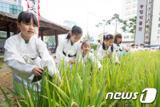 신나는 반달돌칼 벼 베기 체험