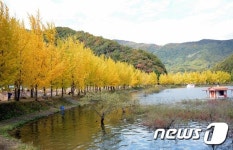 괴산 문광면서 23일 은행나무마을축제 열려