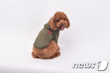 옥션, 반려동물 패션 브랜드 더 하츠 론칭