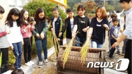 대전 탄동농협, 전통 탈곡 방식 추수행사 눈길