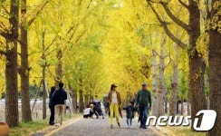 [풍경] 괴산 문광 은행나무 가로수길…가족·연인 ‘북적’
