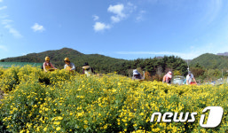 가을하늘 아래 노란 감국