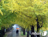 가을비 내리는 은행나무길을 걷다