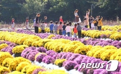 국화꽃 너무 예뻐요