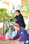 [화보]포항 두마리 마을, 가시오가피 수확 준비 분주