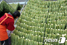 비타민 풍부한 양구 시래기 인기