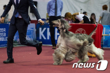 애견연맹, 애견미용대회&도그쇼 4~5일 안성서 개최