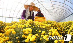 감국 수확 진한 가을 향기