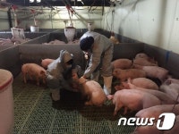 구제역 취약지 38개 시·군 돼지농장 백신접종 실시