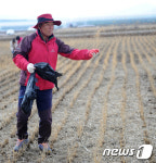 [화보]철원 평야 두루미…우렁이·볍씨 먹이공급