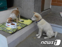 [뚱아저씨의 동행] 개소주집에 팔릴 뻔한 유기견 순심이①