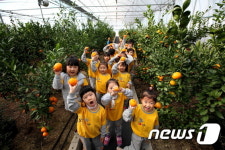 당진시 귤 따기 체험 행사
