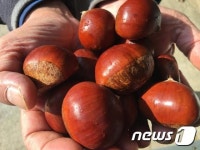 충남산 알밤 전국에서 ‘엄지 척’