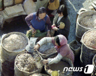 1977년 용산 김장시장 젓갈 장사