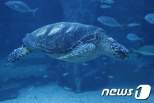 한화 아쿠아플라넷 여수, 푸른바다거북의 전설 이벤트
