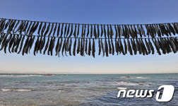 해풍에 익어가는 꽁치 과메기