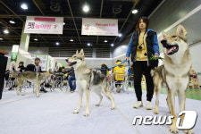 펫카페 이용하는 애견인들