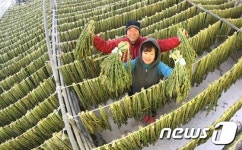 ‘고향의 맛’ 무청말리기 한창