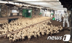 진천 AI 발생농장 오리 살처분