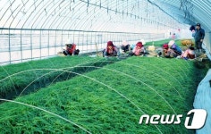 서산시, 달래재배로 연1000톤 생산, 100억 매출