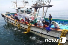 군산시, 비안도·관리도 해역에 해삼 210만 마리 방류
