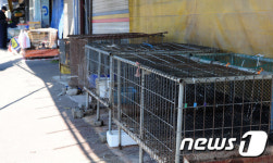 AI여파로 썰렁한 재래시장 닭집들