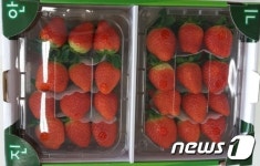 진안고원 겨울딸기 본격 출하