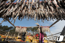 황태마을 추위야 반갑다