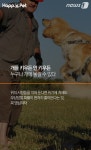 [펫카드] 개에게 물리지 않는 완벽한 방법