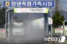 창녕축협가축시장 AI 거점소독
