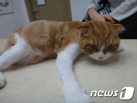 [김재영 원장의 펫토피아] 새끼고양이 노리와의 이별