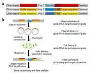 유전병 치료 새길 열리나…유전자 가위 검증법 최초개발