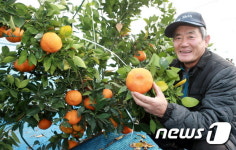 전북 부안서 천혜향 시험재배 성공 600㎏ 첫 수확