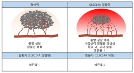 암혈관 억제 유전자 개발…암치료 활용 기대