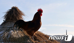 붉은 닭의 좋은 기운 받으세요