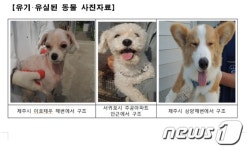 제주 동물보호센터, 올해 제1기 유기동물돌봄이 모집