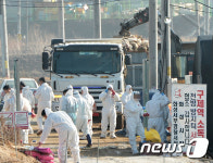 AI로 살처분된 가금류 3,000만 마리 넘어서