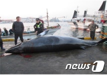 경북 포항 앞바다서 길이 5.6m 밍크고래 포획 